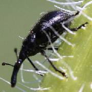 Botany 1320: Prairie Ecology